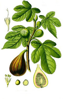 Figo (Ficus carica L)