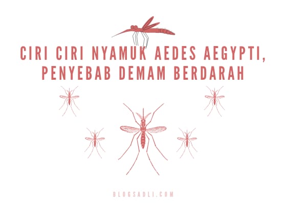 Menjadi Penyebab Demam Berdarah, Ternyata Begini Ciri – Ciri Nyamuk Aedes Aegypti Menjadi Penyebab Demam Berdarah, Ternyata Begini Ciri – Ciri Nyamuk Aedes Aegypti