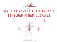 Menjadi Penyebab Demam Berdarah, Ternyata Begini Ciri – Ciri Nyamuk Aedes Aegypti Menjadi Penyebab Demam Berdarah, Ternyata Begini Ciri – Ciri Nyamuk Aedes Aegypti