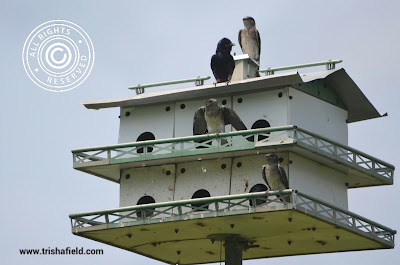Baby Purple Martins