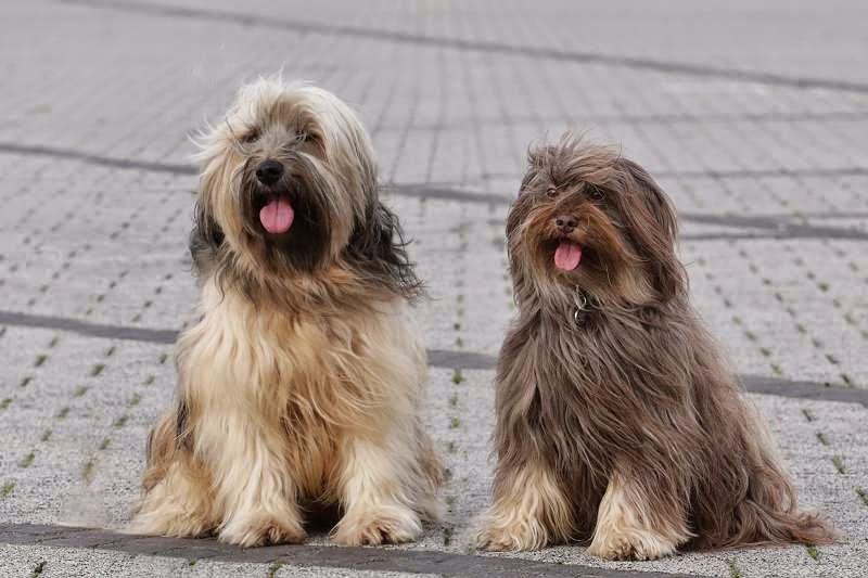 Tibet Terrier Chiru mit Freundin Raja