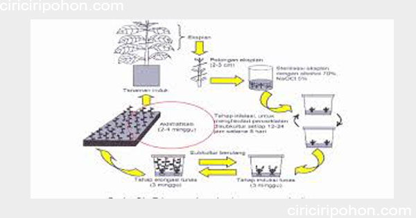 Cara Menanam Bibit Pohon Jati