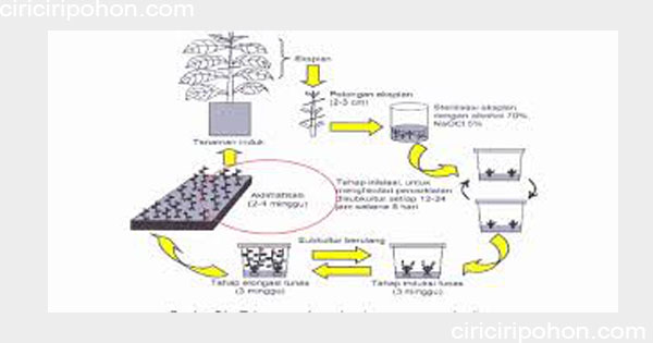 Cara Menanam Bibit Pohon Jati Dari Hasil Kultur Jaringan