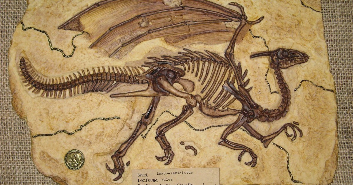 Propnomicon Draco Inviolatus Fossil