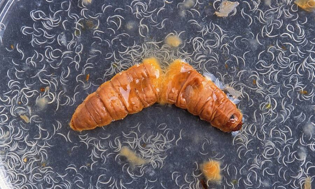entomopathogenic-nematode-inside-moth