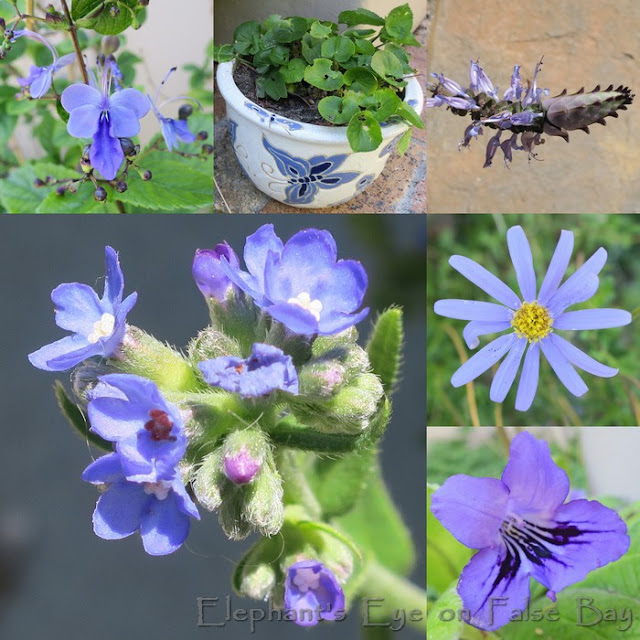 November blue flowers
