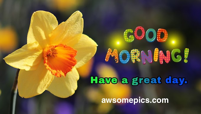 367+ Good Morning  Images With Flowers Free Download 