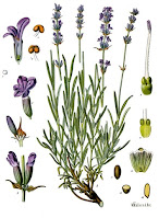 Botanical drawing of lavender plant, showing details of flower structure.