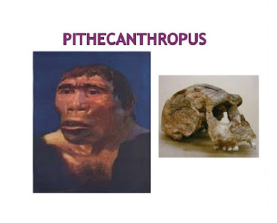 Pithecanthropus - pustakapengetahuan.com