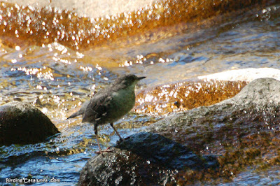 Merla d'aigua (Cinclus cinclus)