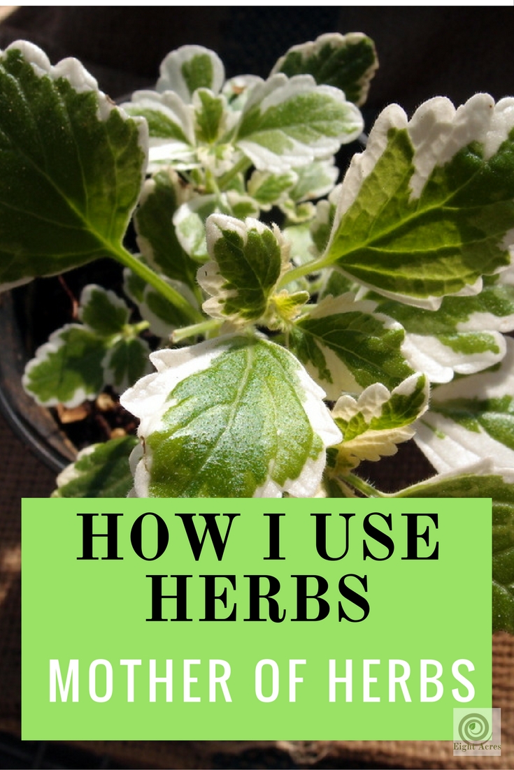 How I use herbs Mother of Herbs?