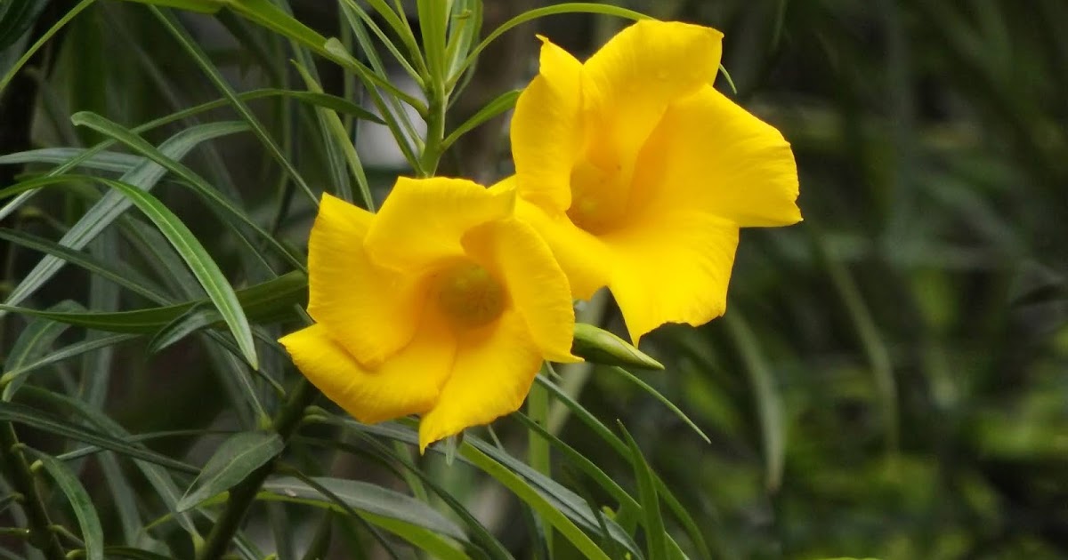 Kolkey or Yellow oleander, Cascabela thevetia