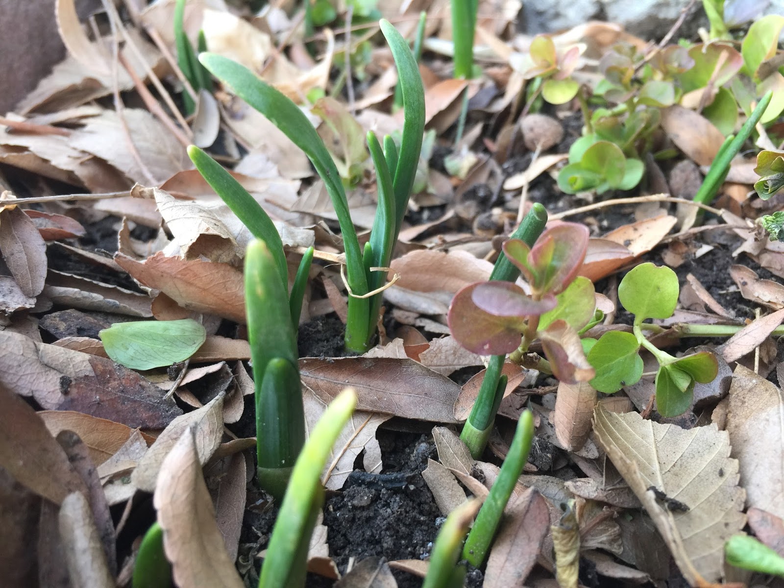 JeffCo Master Gardeners Crocus already? Too early?