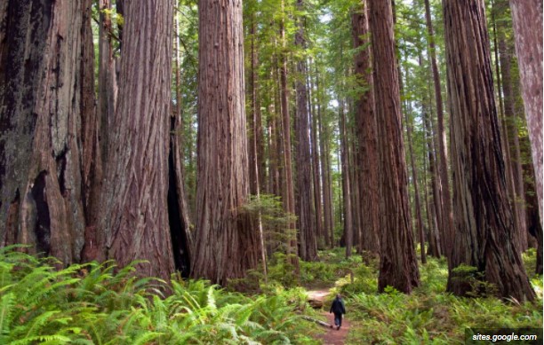 largest tree in the world