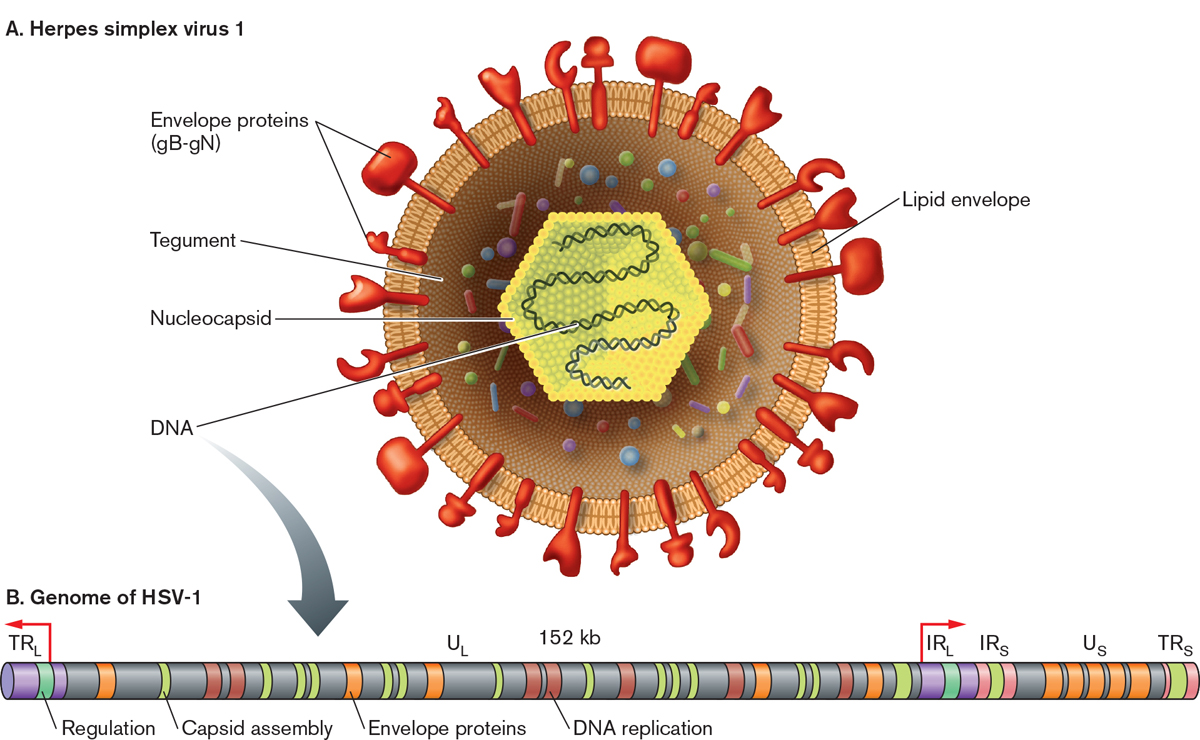 Вирус герпеса 2. Вирус герпеса 1 типа строение. Структура вируса простого герпеса.