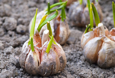 How To Grow Garlic - Garlic Growing Tips