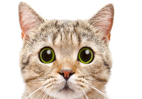 Pandémie : Un deuxième chat en France testé positif au coronavirus