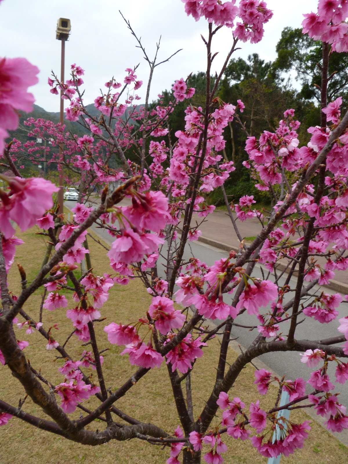 Okinawan Odyssey The Cherry Blossom Festival