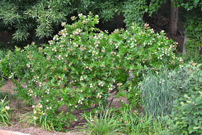 A Walk Around the Buttonbush Southern Meadows