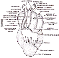 Circulatory System of Frog | Zoology : Biology ~ HSEB all notes and tips