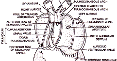 Circulatory System of Frog | Zoology : Biology ~ HSEB all notes and tips