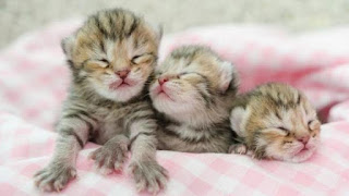 Cara merawat anak kucing yang baru lahir
