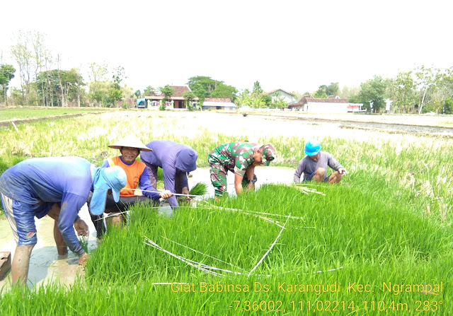 Babinsa Desa Karangudi Bantu Petani Siapkan Benih Siap Tanam Babinsa Desa Karangudi Bantu Petani Siapkan Benih Siap Tanam