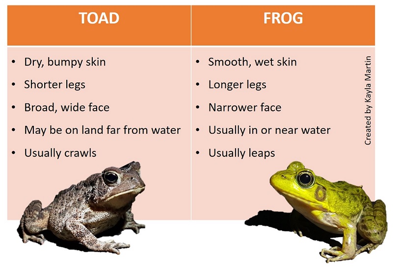 Kids in the Biosphere Toadday's the Day!