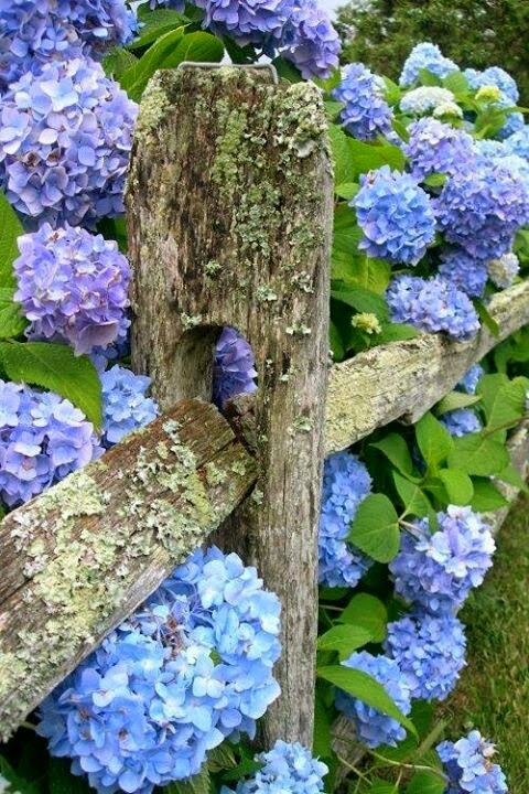 Making Hydrangeas Bloom Blue