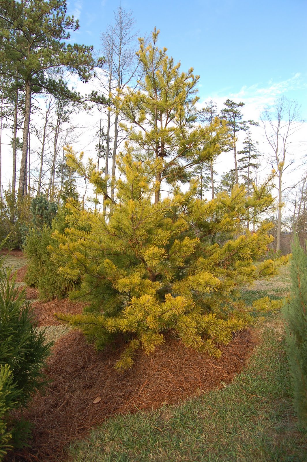 Cones and Needles Wates Golden Pine A Yellow Pine