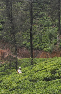 Збиральниці чаю, Шрі-Ланка