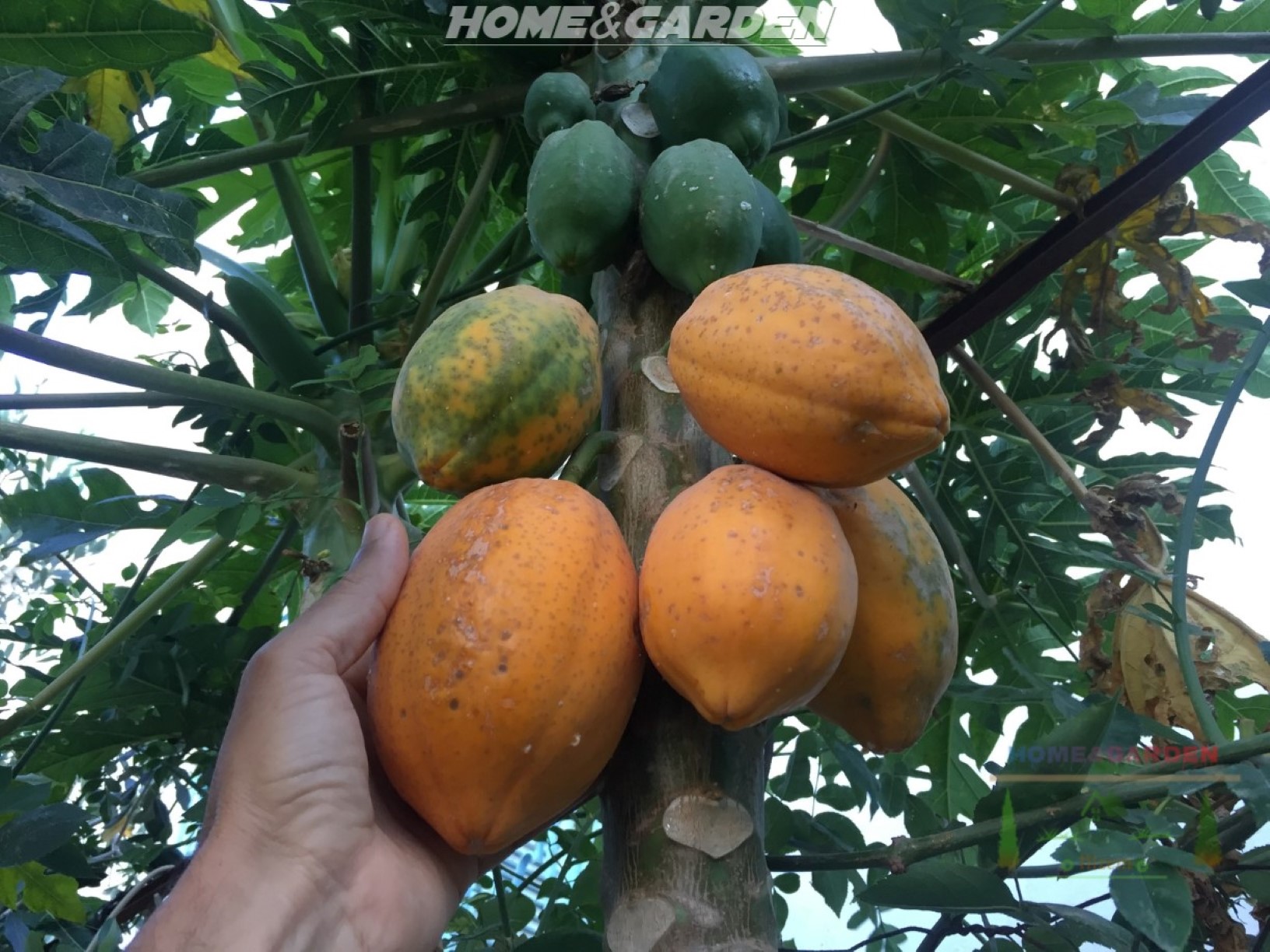 How To Grow Papaya From Seeds indoors