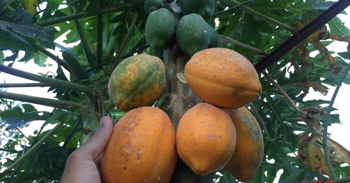 How To Grow Papaya From Seeds indoors HOME AND GARDEN