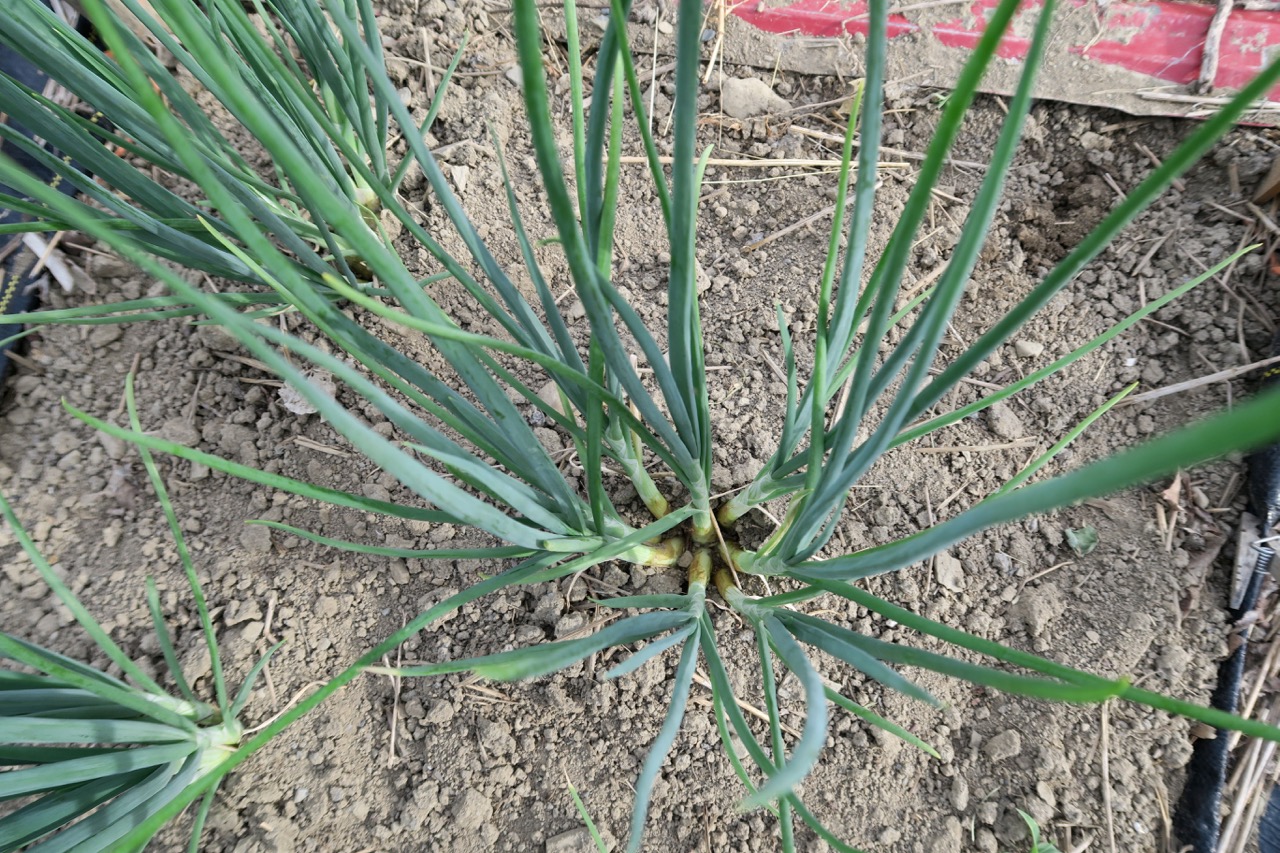 Upland Potato Onion Harvest 2016orThese Peasant Onions Are Amazing!