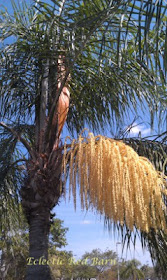 Eclectic Red Barn: Queen Palm Tree Flowering Yellow