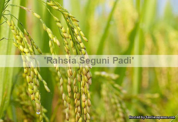 Rahsia Seguni Padi Rahsia Seguni Padi