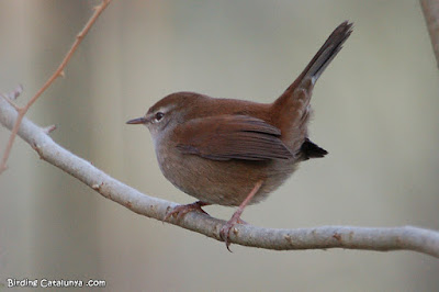 Rossinyol bord (Cettia cetti)