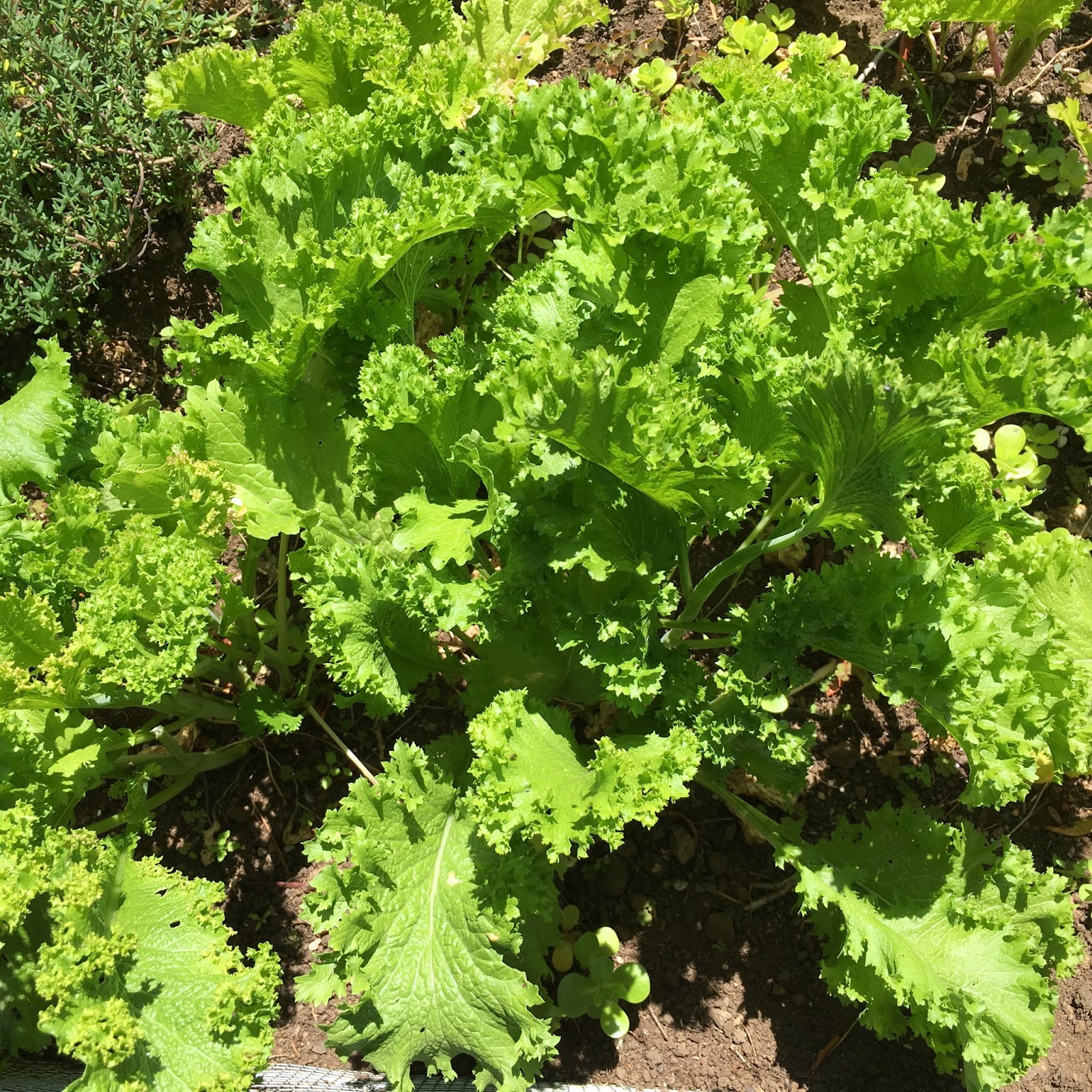 Mustard Leaf Sauce mysavoryspoon