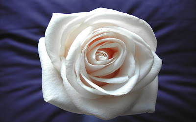 Best white rose wallpapers