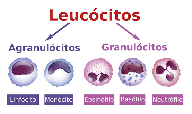 Leucócitos Defesa do organismo