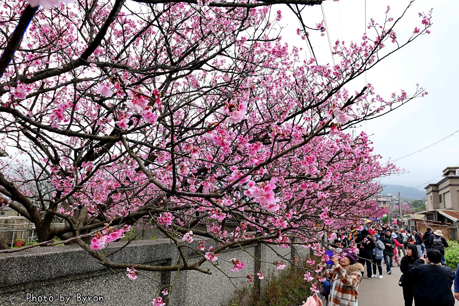 平菁街 櫻花