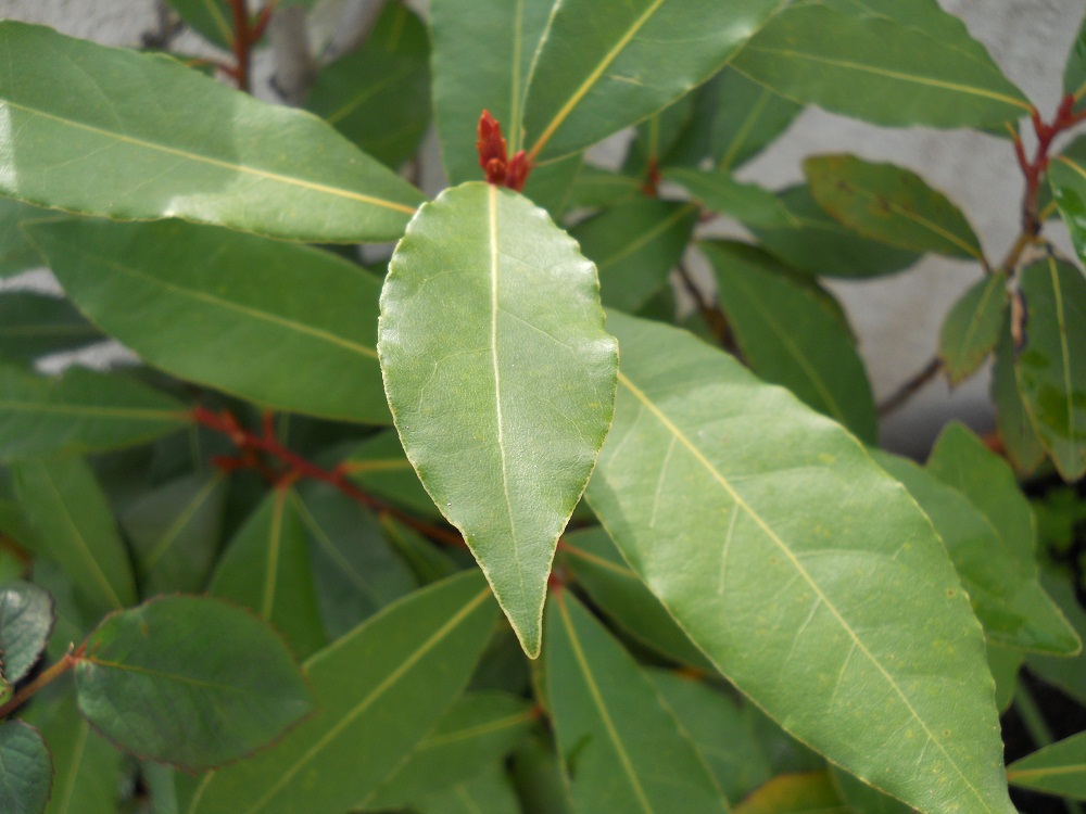 Plantas para hombres Laurus nobilis, laurel