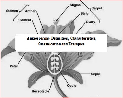 angiosperms