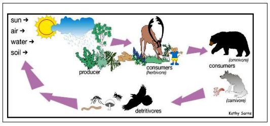 Contoh Ekosistem Abiotik - Simak Gambar Berikut