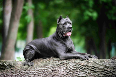 black dog breeds, black and white dogs
