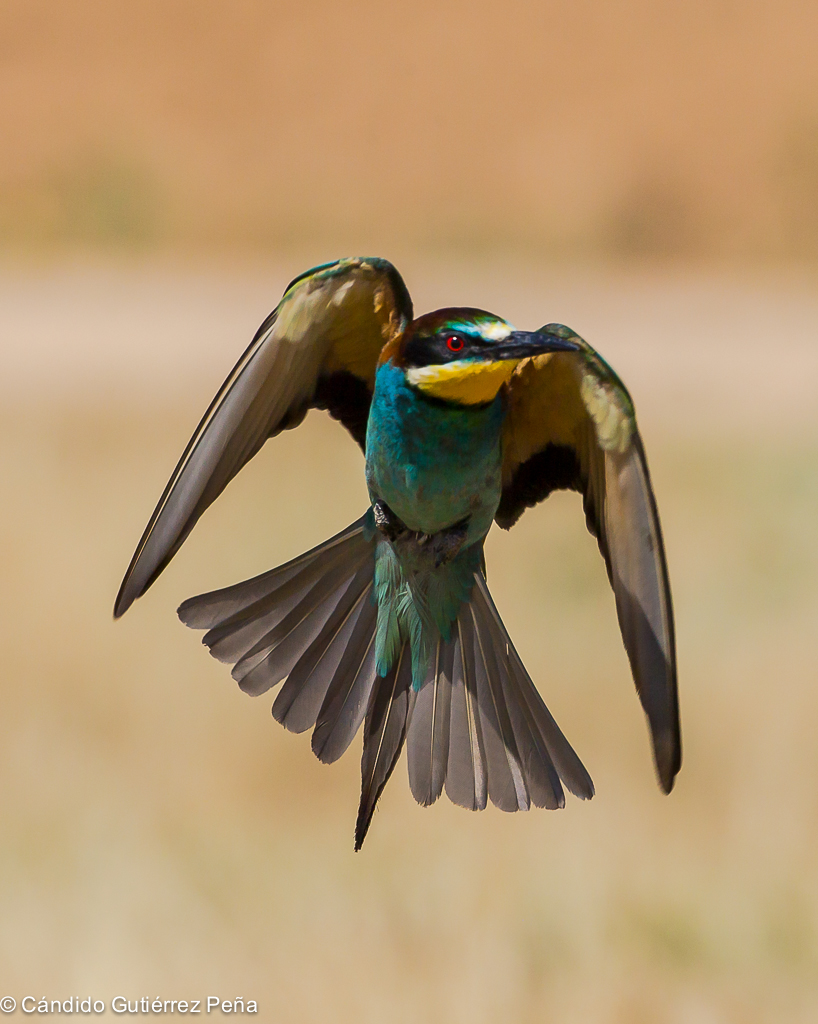ABEJARUCO EUROPEO Merops Apiaster Observatorio De La Naturaleza abejaruco-europeo-merops-apiaster-observatorio-de-la-naturaleza