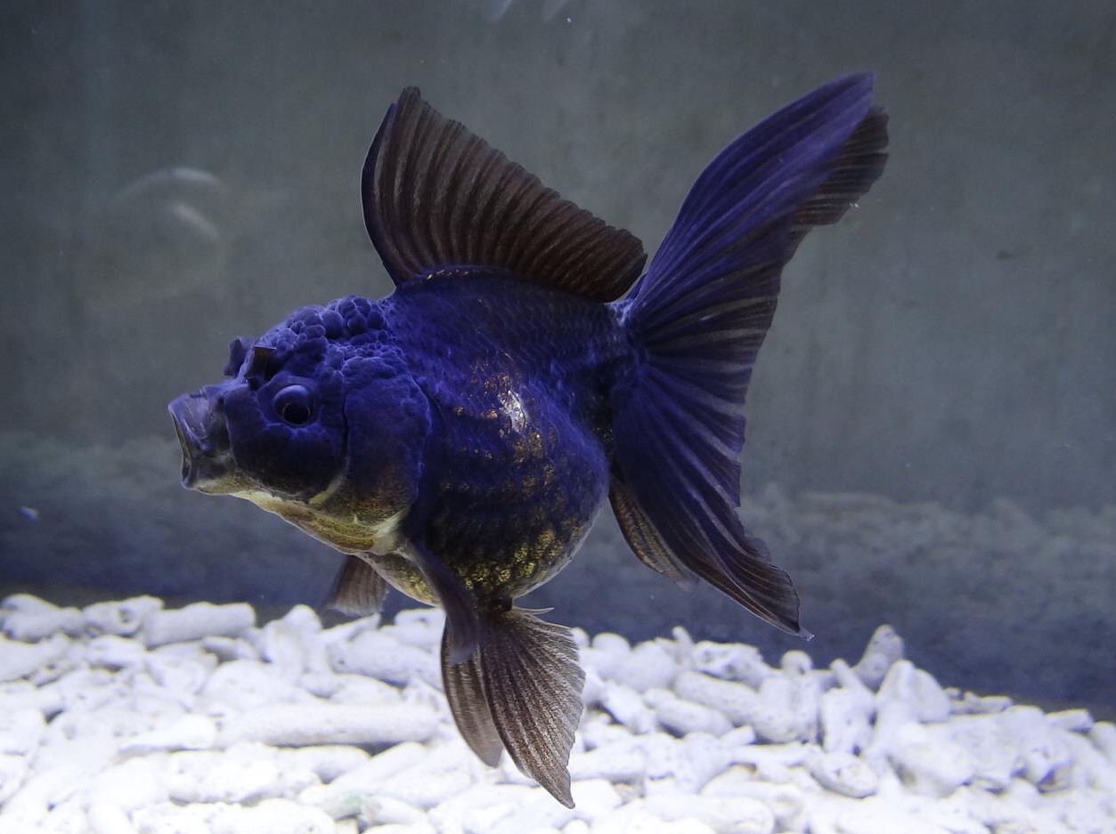 金魚&水族快訊Goldfish & Aquarium Messages 金魚鱗片脫落的原因(Causes of goldfish