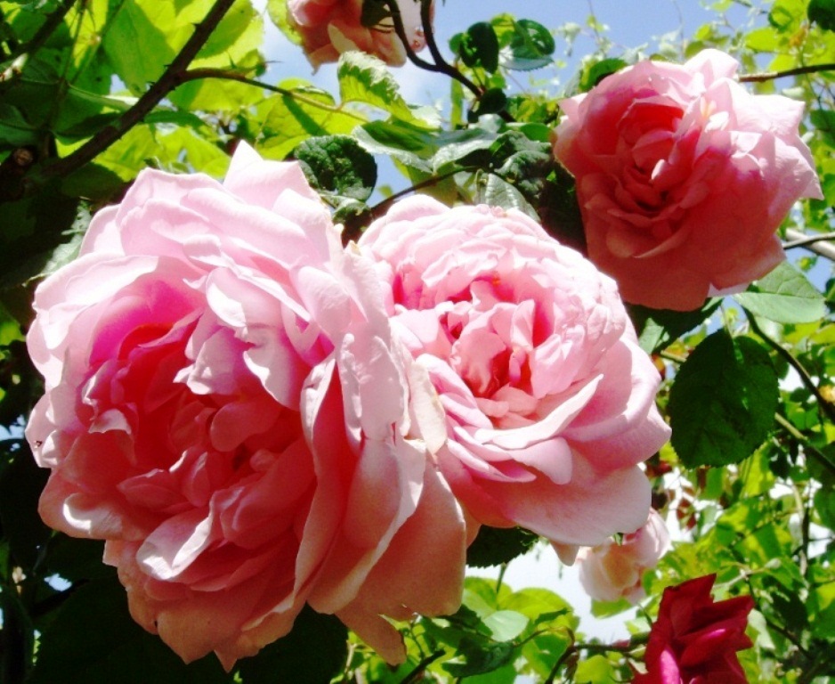 THE BASKETRY GARDEN Roses grow on you