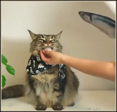 Funny Cat GIF • Fishy Fishy Yves the cat is a very patient cat even with a big fish toy on his head haha Funny Cat GIF • Fishy Fishy Yves the cat is a very patient cat even with a big fish toy on his head haha