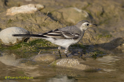 Lavandera blanca juvenil